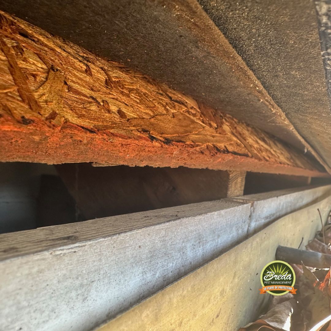 gap under roof shingles on exterior of a Georgia home winter-proofing pest control in Georgia