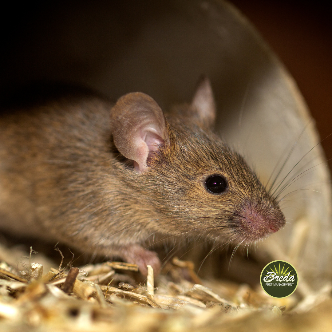 mouse inside nest in a house diy pest control