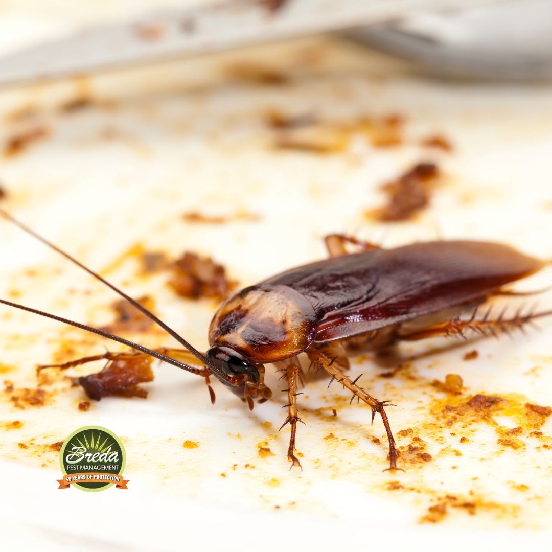 cockroach eating leftover food on a plate cockroach pest control in Metro Atlanta
