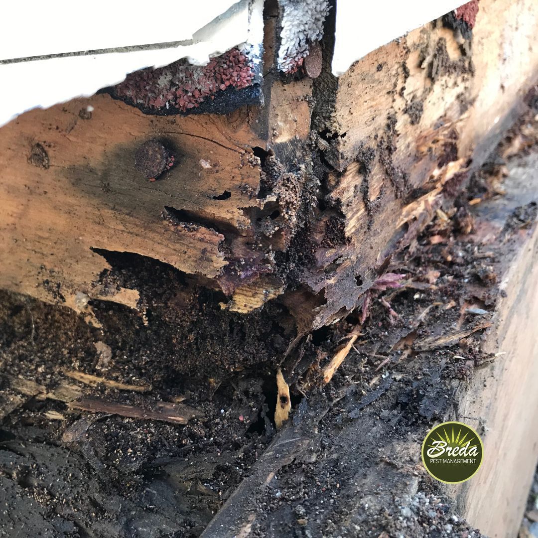 termite damage on house exterior