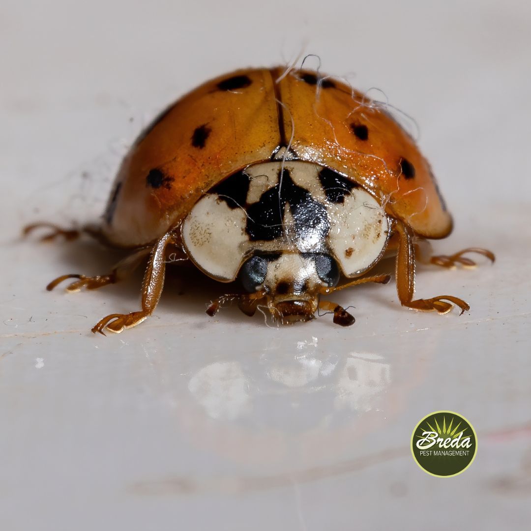 close up image of the front of an Asian lady beetle ladybugs inside my house in Georgia