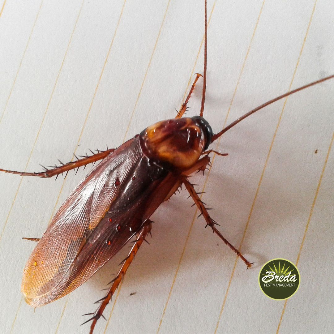 cockroach crawling on the floor inside a Atlanta area home
