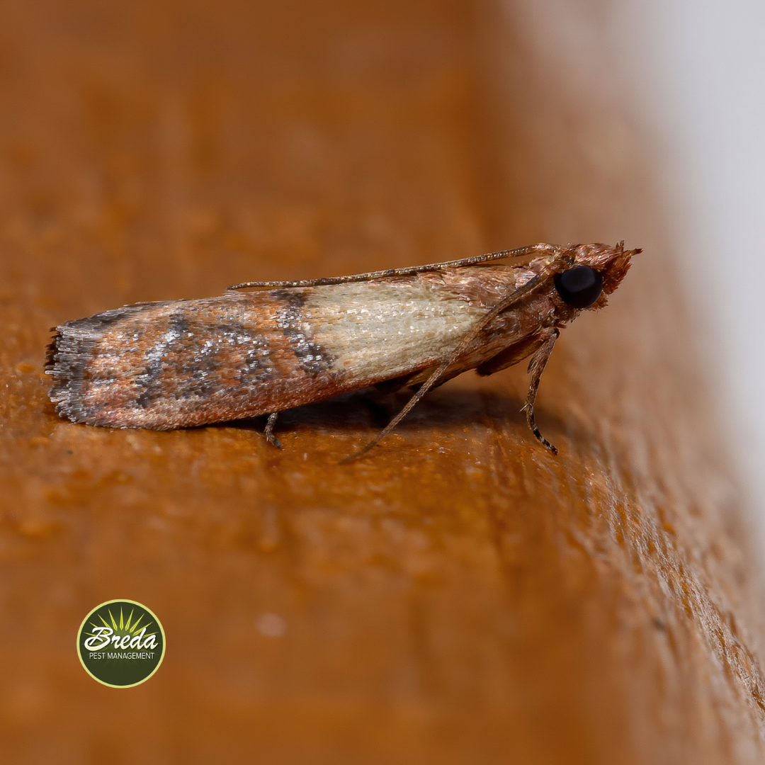 Indian meal moth on countertop