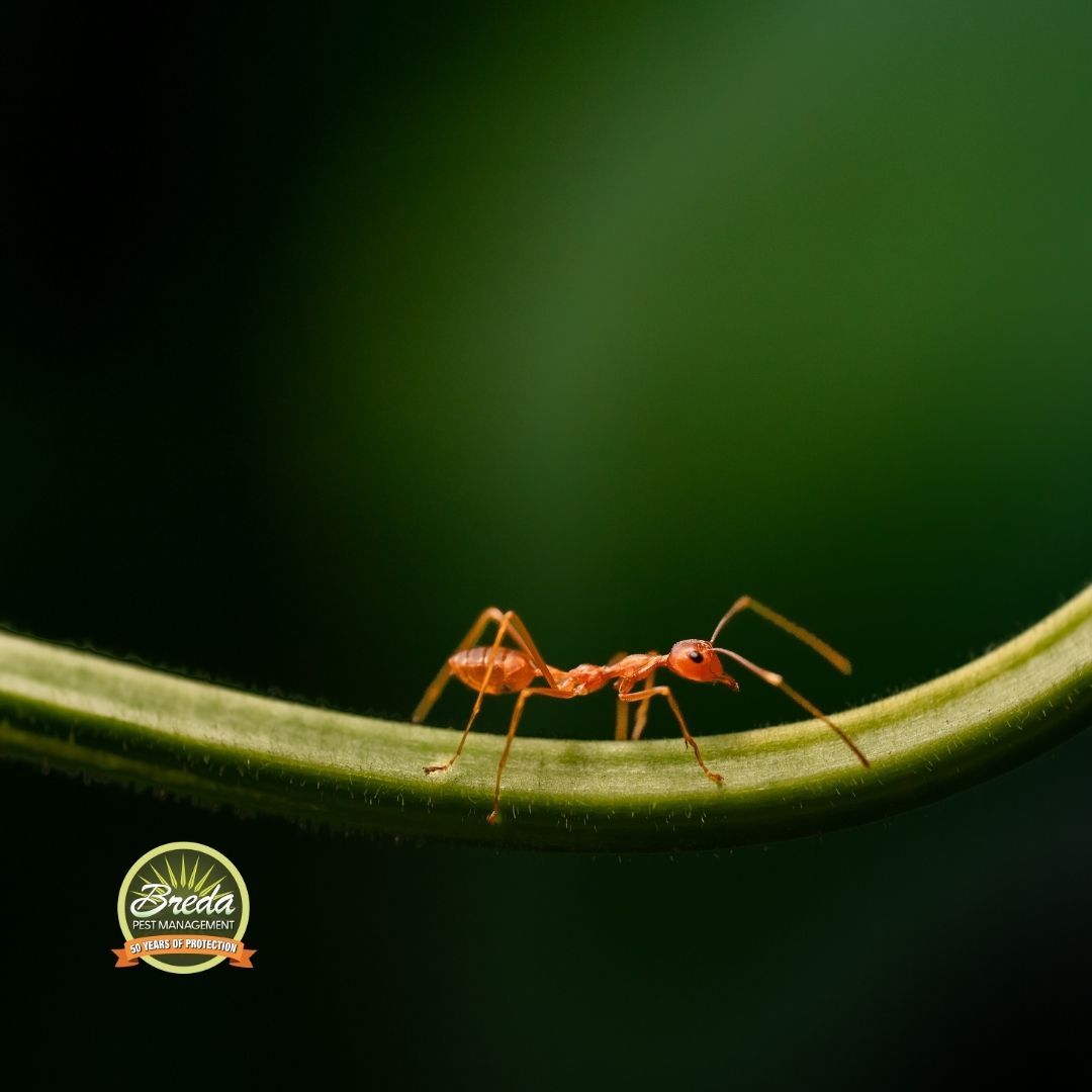 fire ant crawling on a stem fire ant control in late fall BREDA