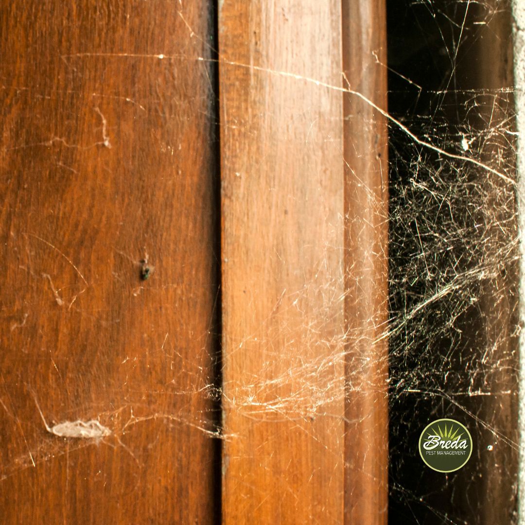 spider web on a cabinet inside a Georgia home spider pest control in Georgia
