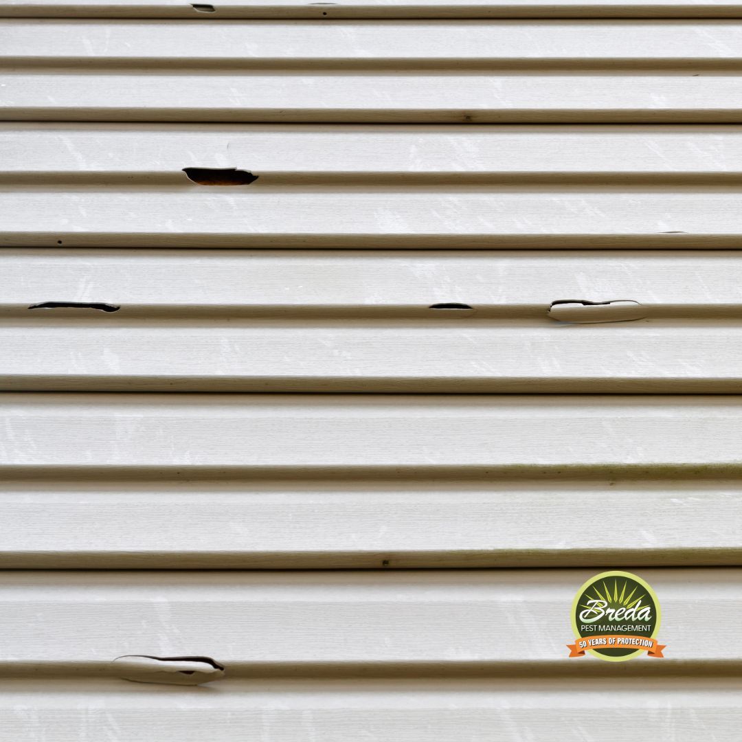 cracked exterior house siding entry points for pests in Athens GA