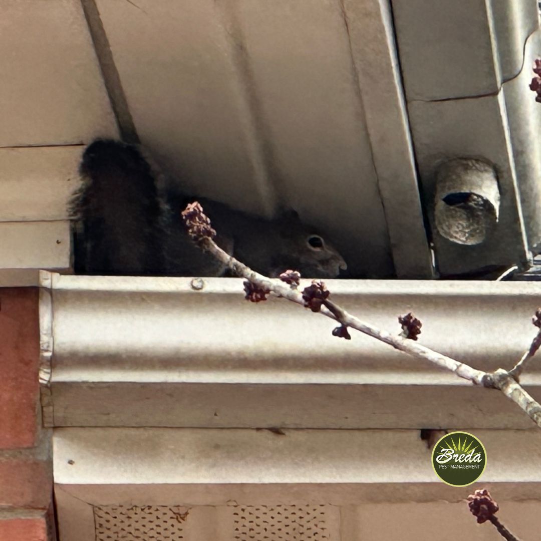 squirrel entering attic from exterior entry point on Georgia home rodent control in attics