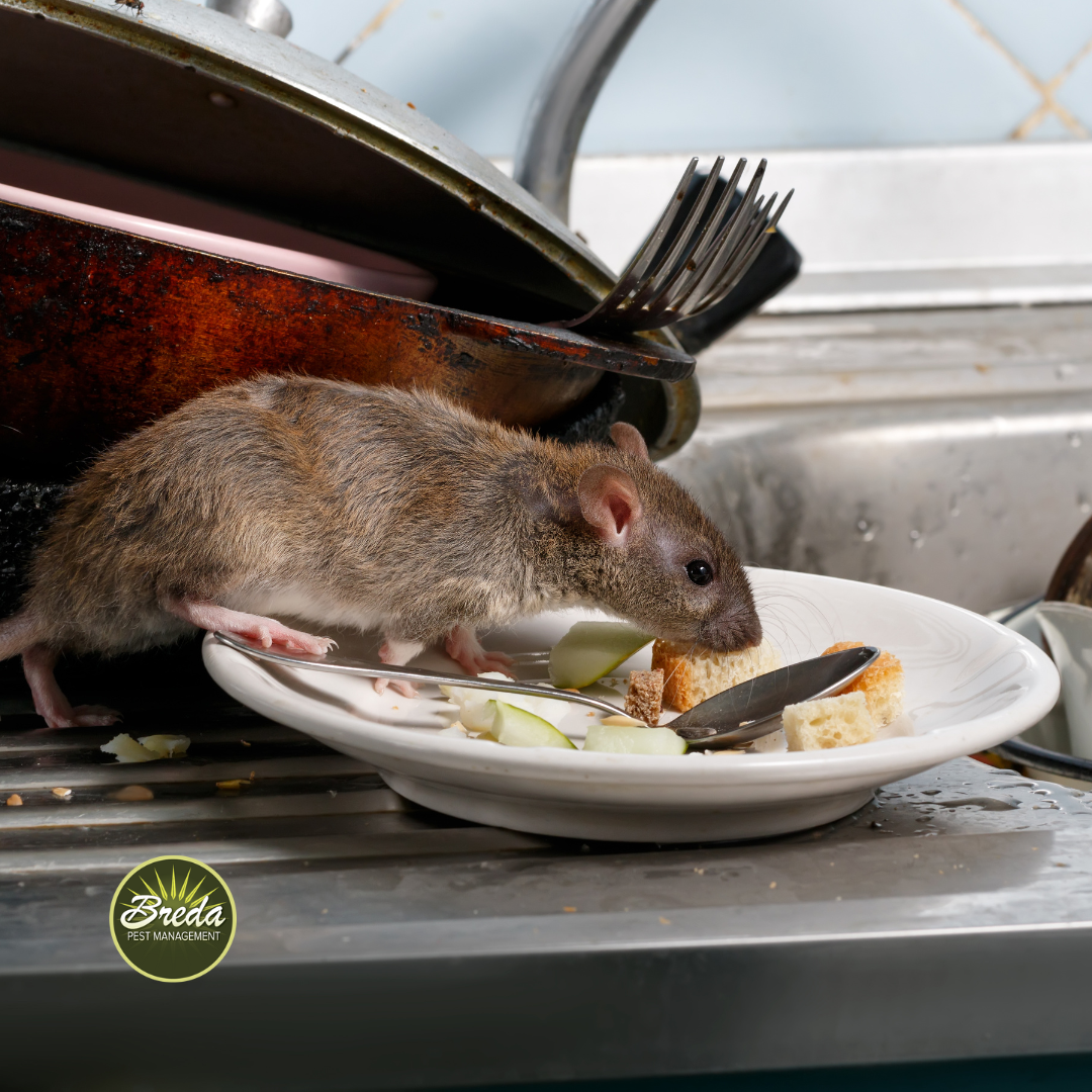 rat on plate of eaten food in a sink rodent control in Duluth Georgia