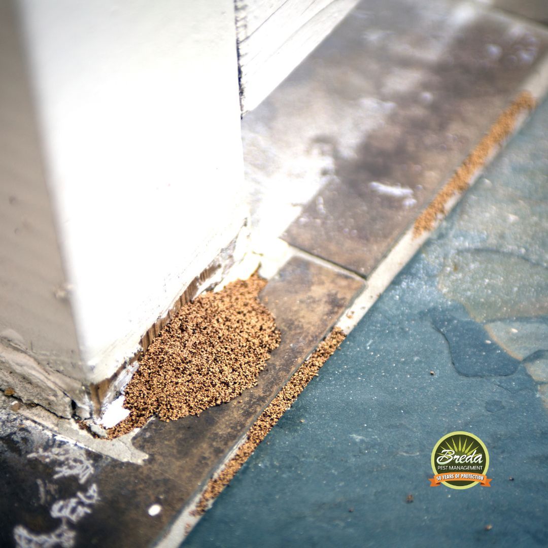 termite droppings on the floor near a doorjamb termite control in Atlanta