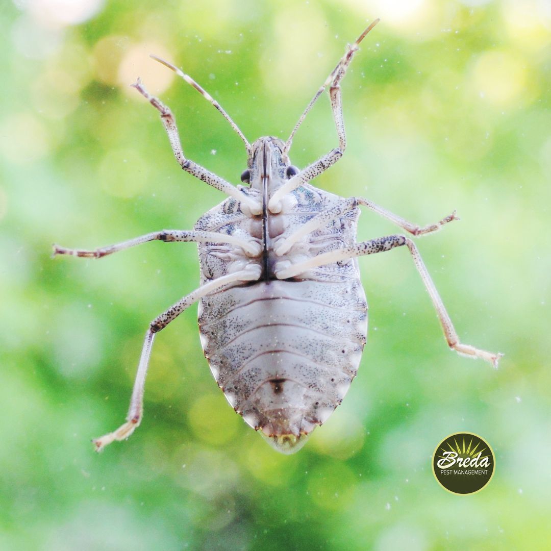 underside of a stink bug crawling on a window stink bug control Loganville