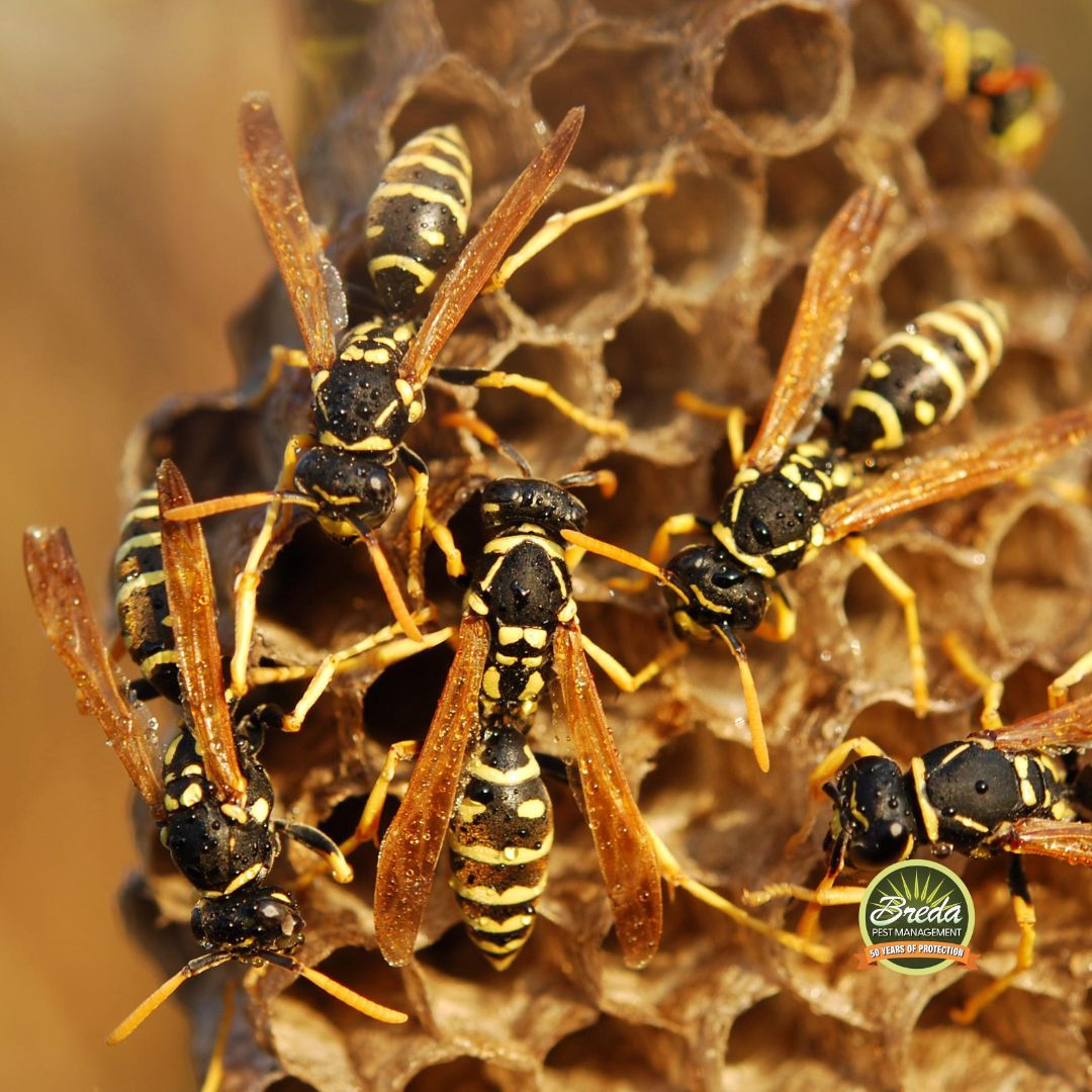swarm of wasps on a wasp nest fall pests in Georgia