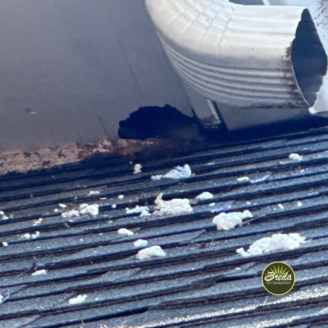 chewed insulation and pest entry point on a roof on Georgia home