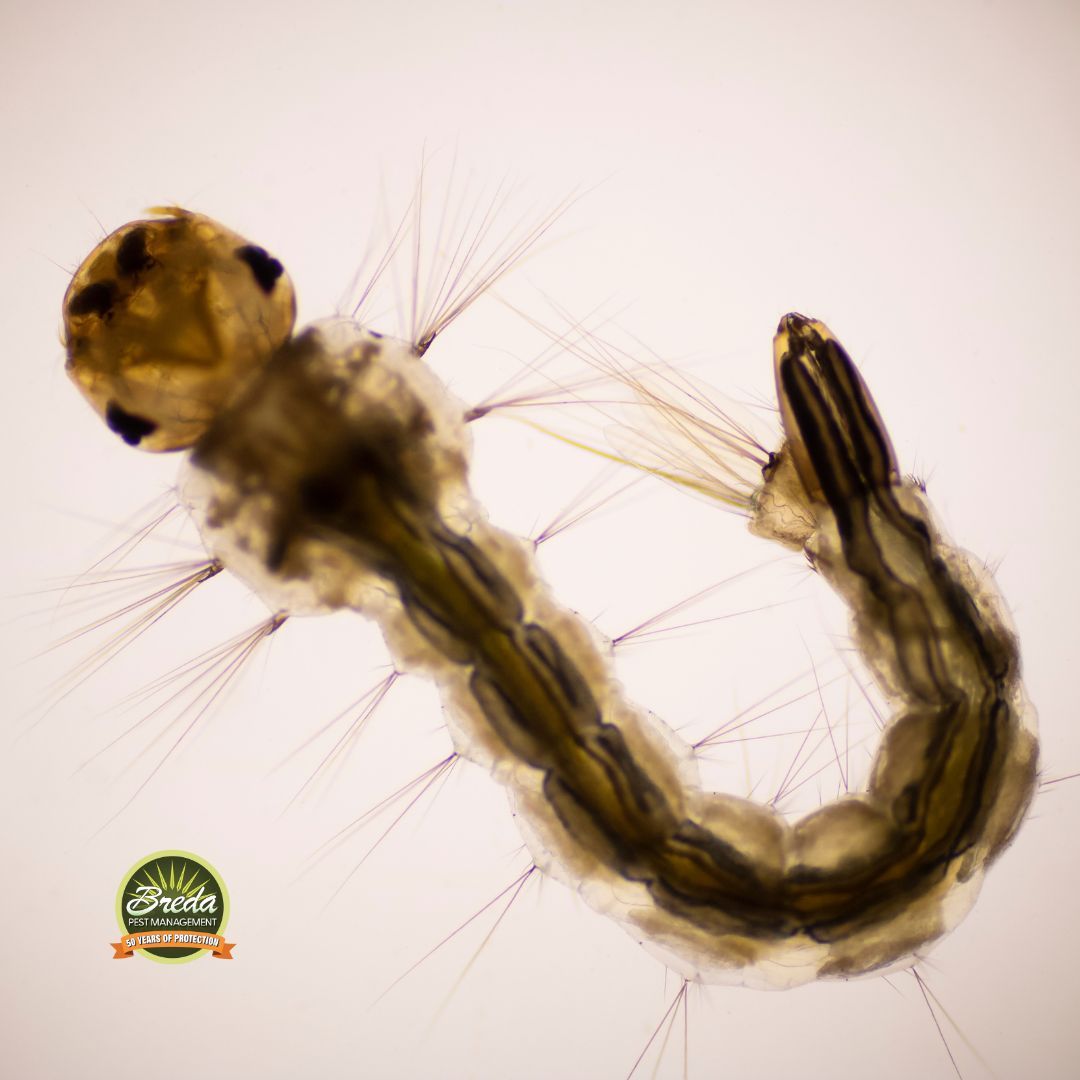 mosquito larva under a microscope mosquito control in Metro Atlanta