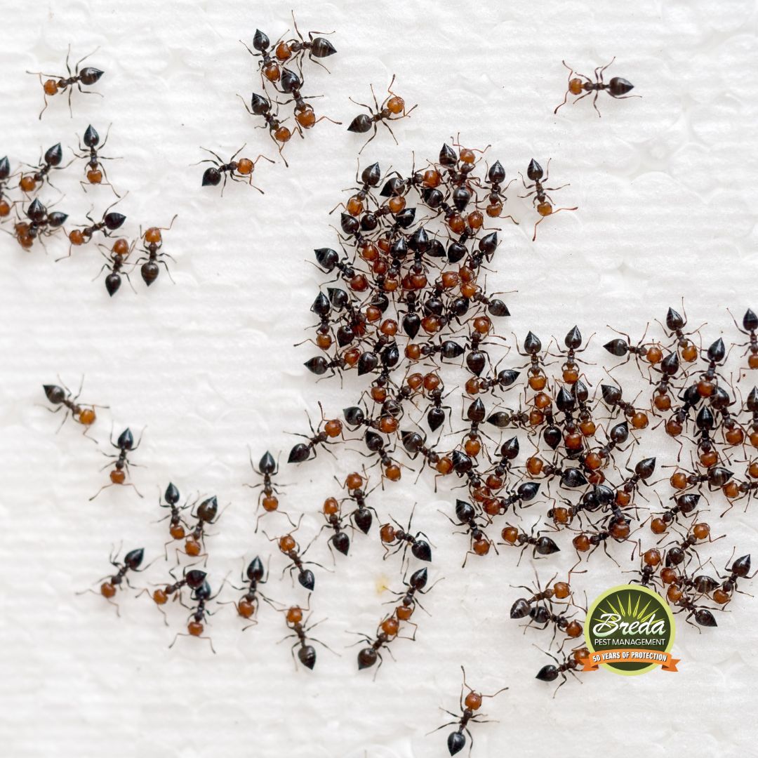 sugar ants crawling on a paper towel August pest control metro Atlanta