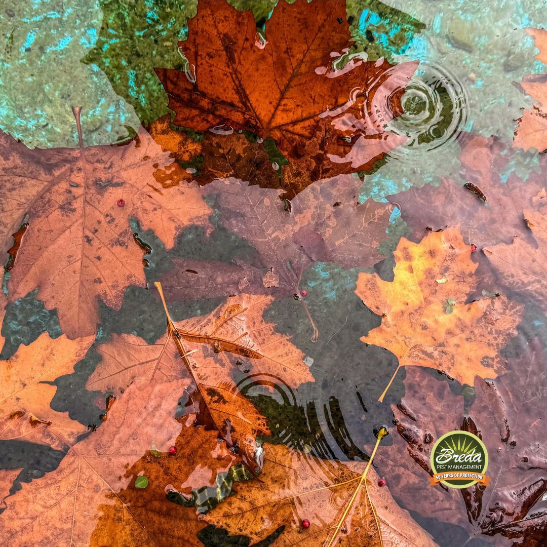 fallen leaves in standing water mosquito control in Metro Atlanta