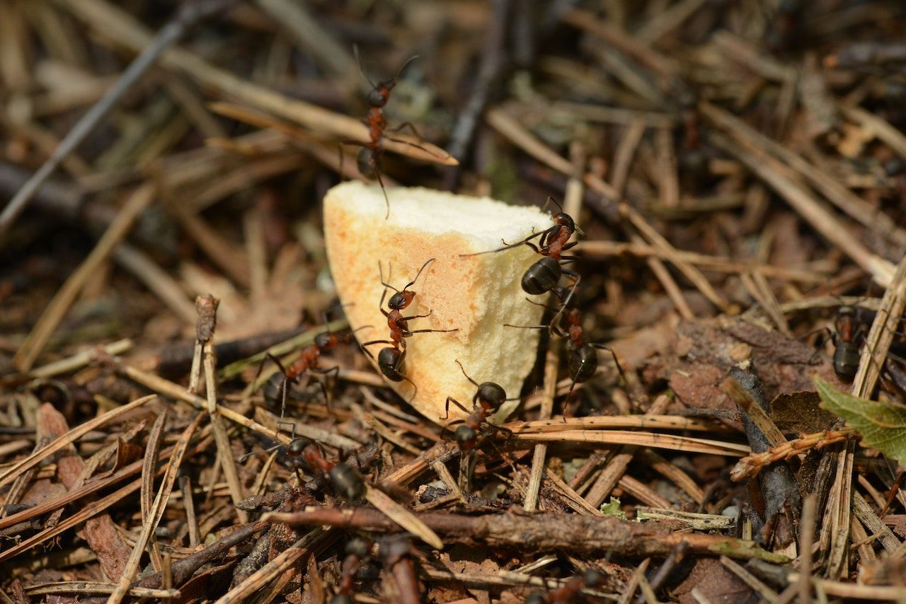 group of red fire ants climbing on a piece of bread on the ground