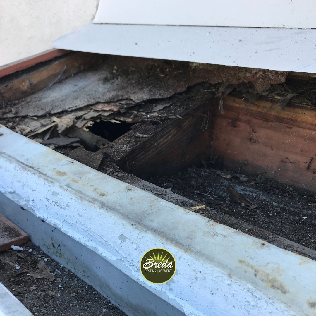 termite damage inside a home's gutter