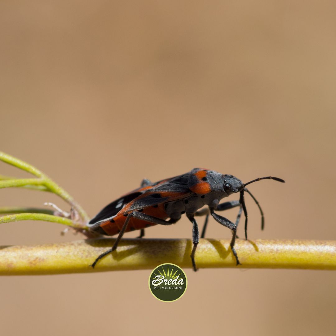 box elder bug on branch