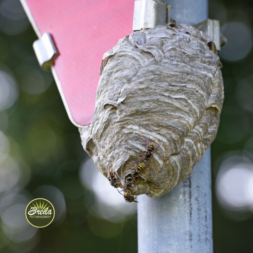 large wasp nest on outdoor pole under a stop sign