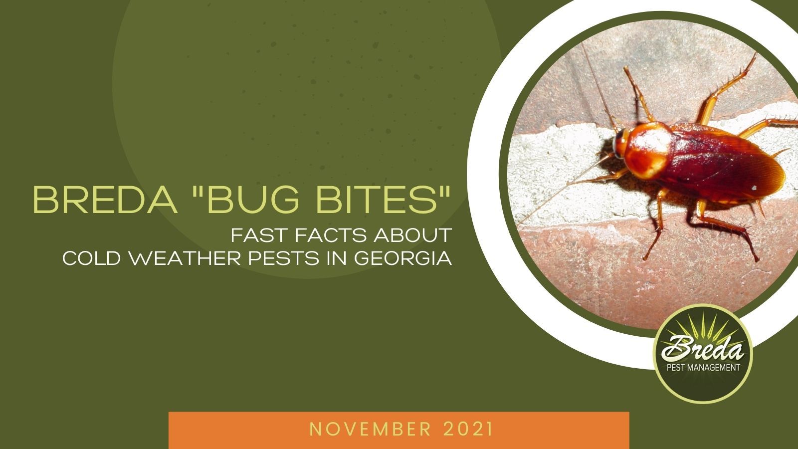 breda offers pest management services in atlanta