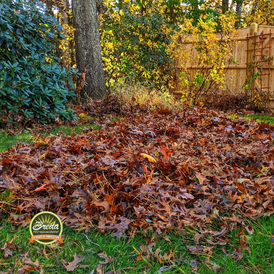 a pile of raked leaves in the backyard of a Monroe Georgia home roaches and millipede fall pest control