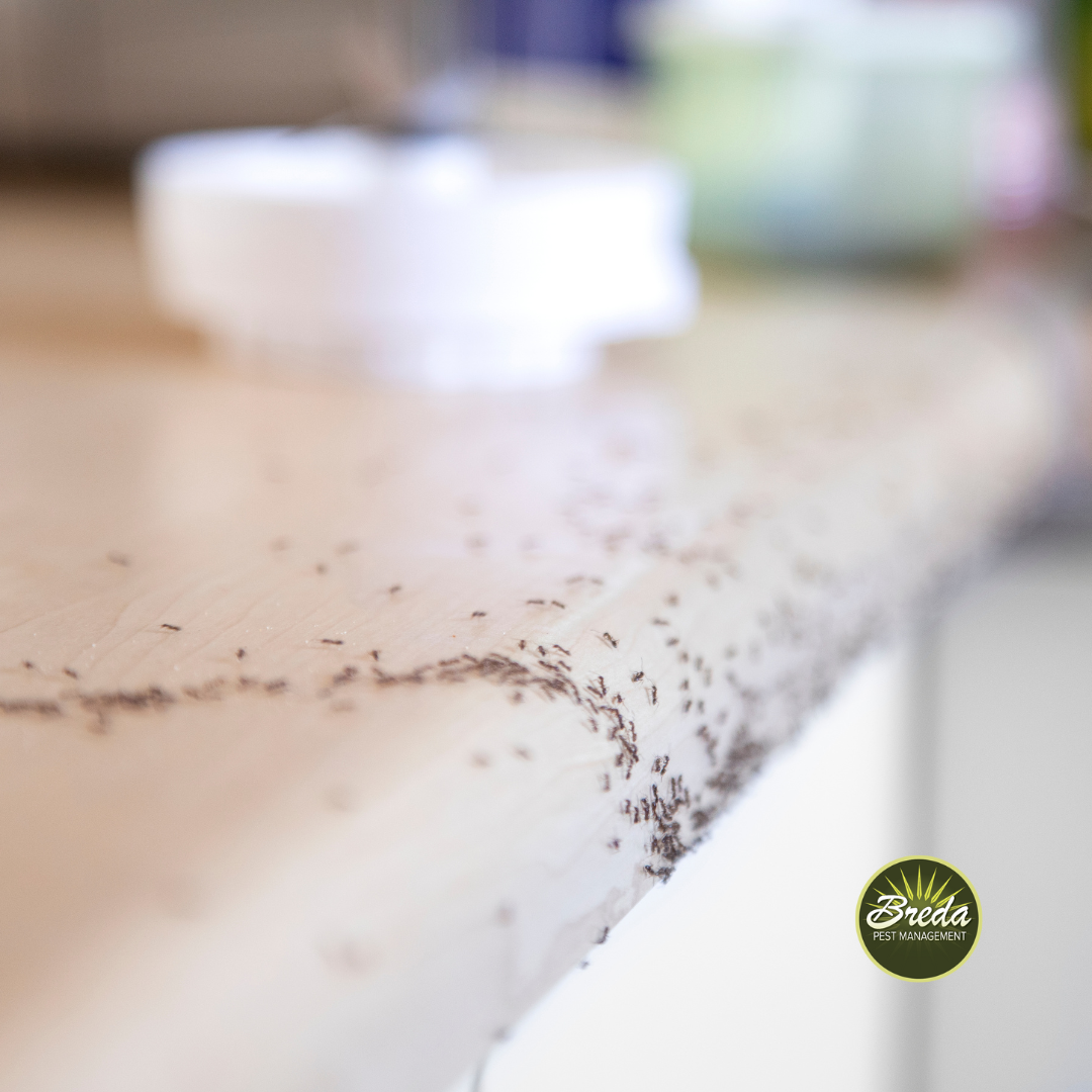 ants crawling on kitchen counter ant control in Bogart GA