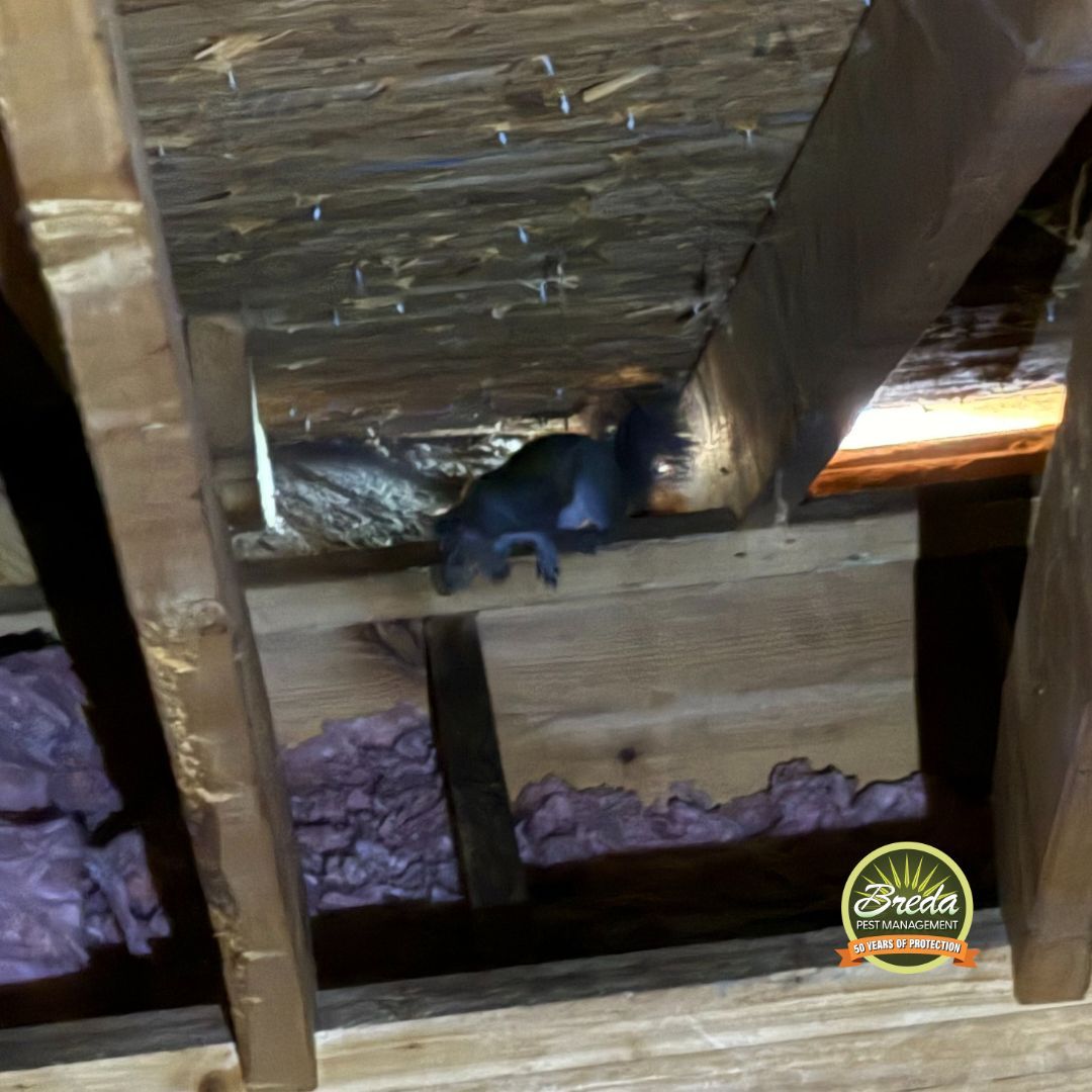 squirrel entering an attic through a gap in roofing diy fall pest control Cumming GA