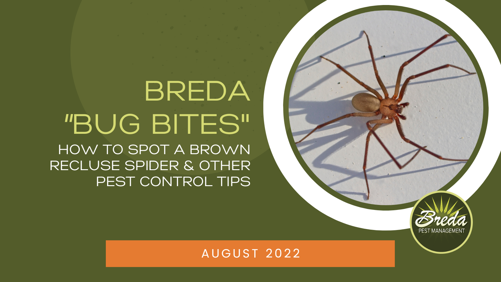 5 Common Biting Spiders - Green Pest Services