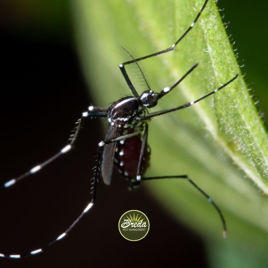 up close photo of a Georgia mosquito