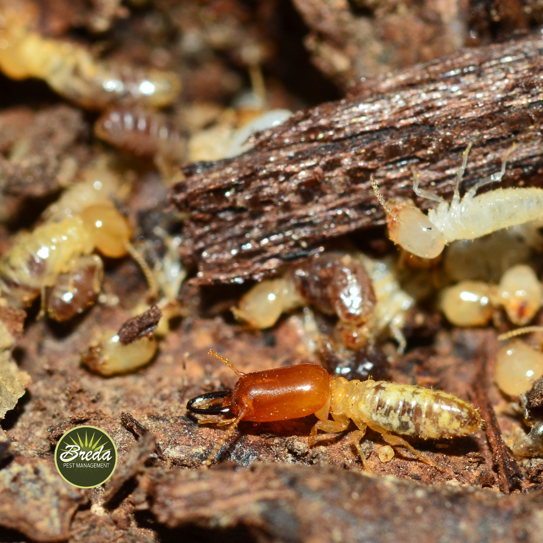 close up image of termite colony in Newnan GA