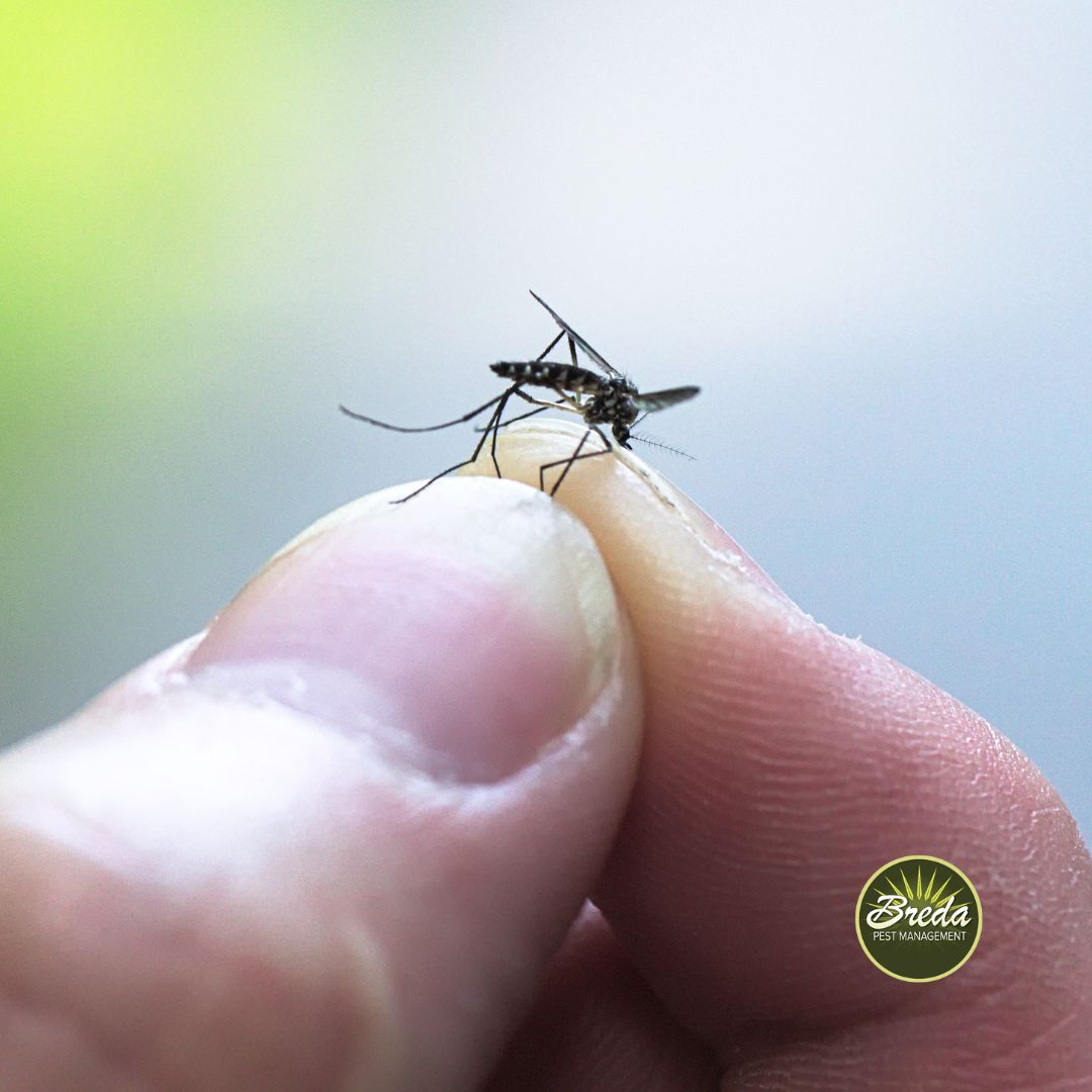 Person holding a mosquito mosquito diseases