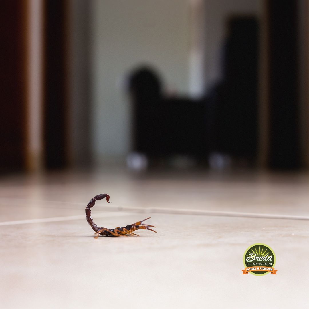 scorpion crawling across a tile floor scorpions in Georgia