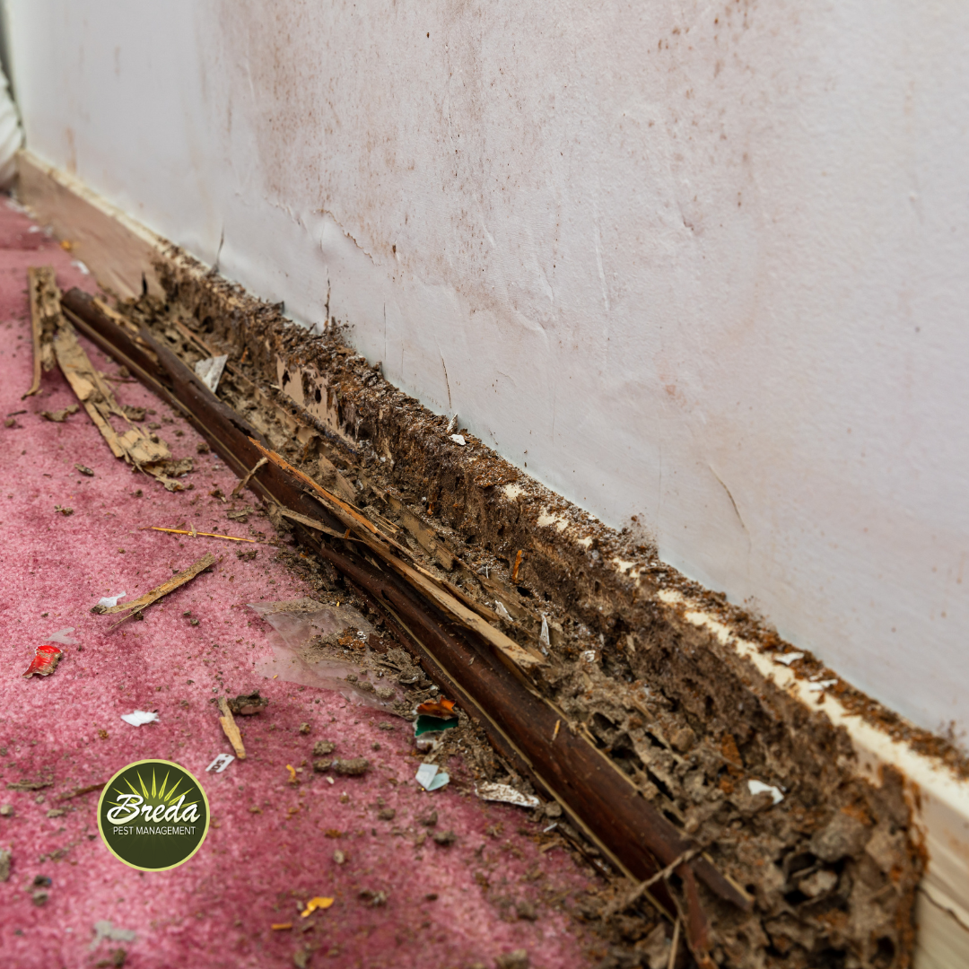 termite damage wood trim inside Newnan GA home termite control and prevention