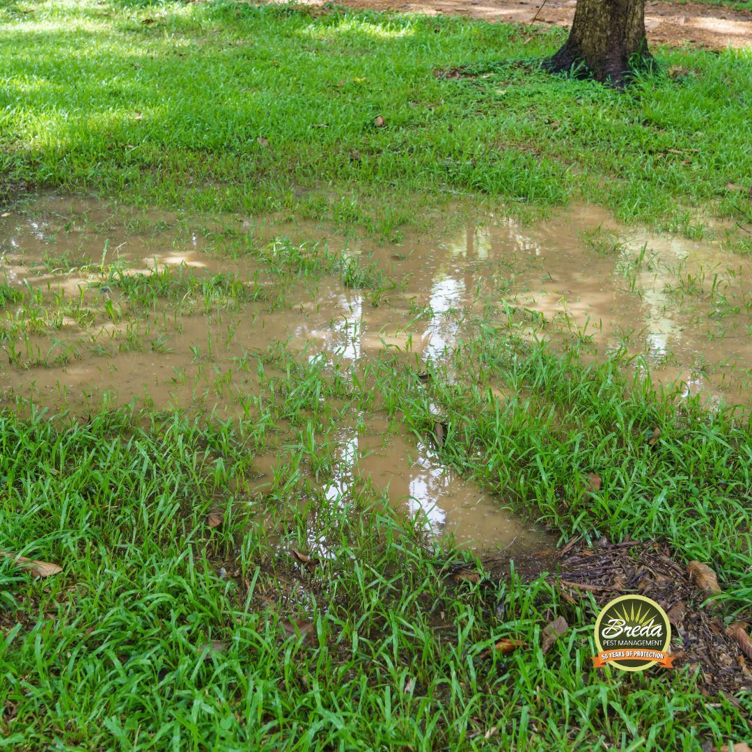 puddle in Milton GA backyard mosquito prevention in GA
