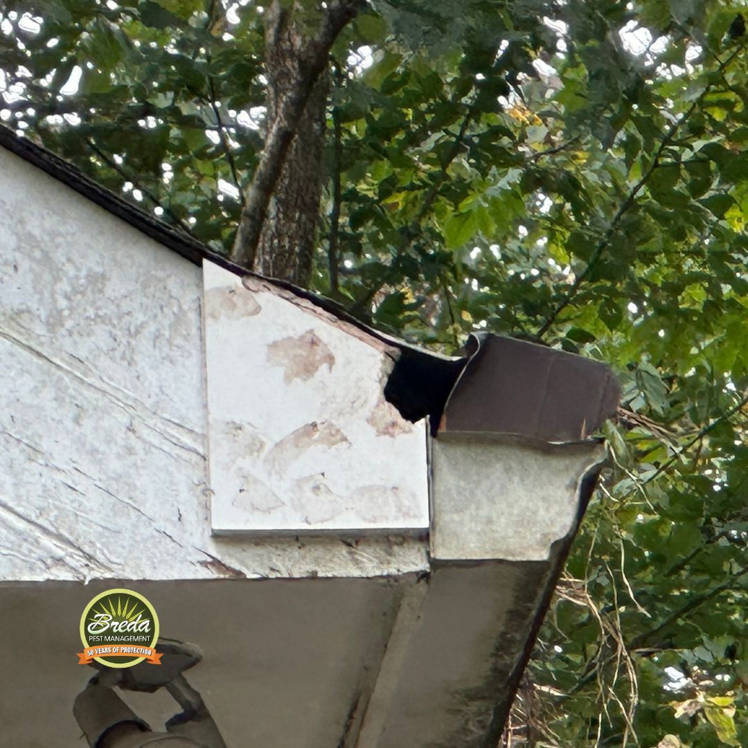 hole in house gutter in Georgia pest entry point