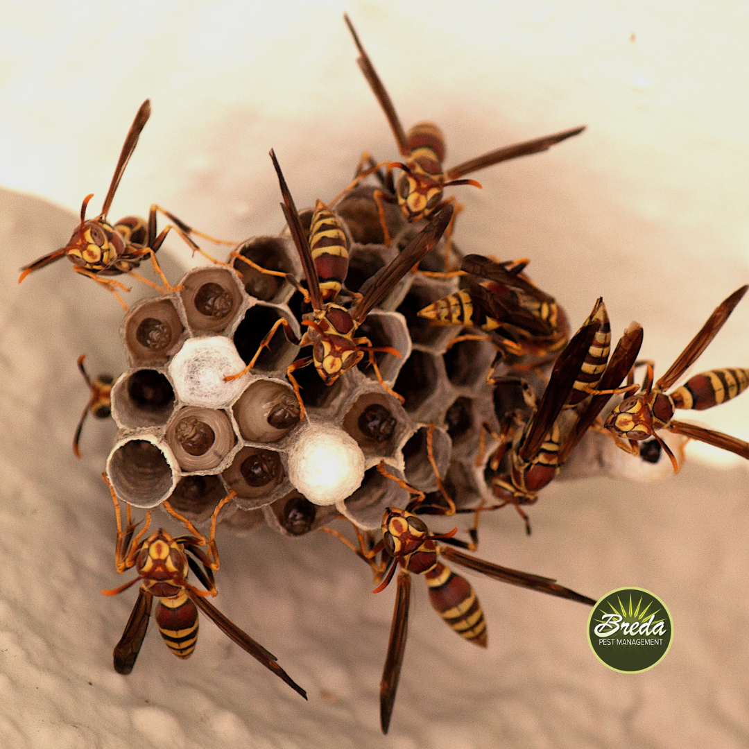 swarm of wasps on a nest