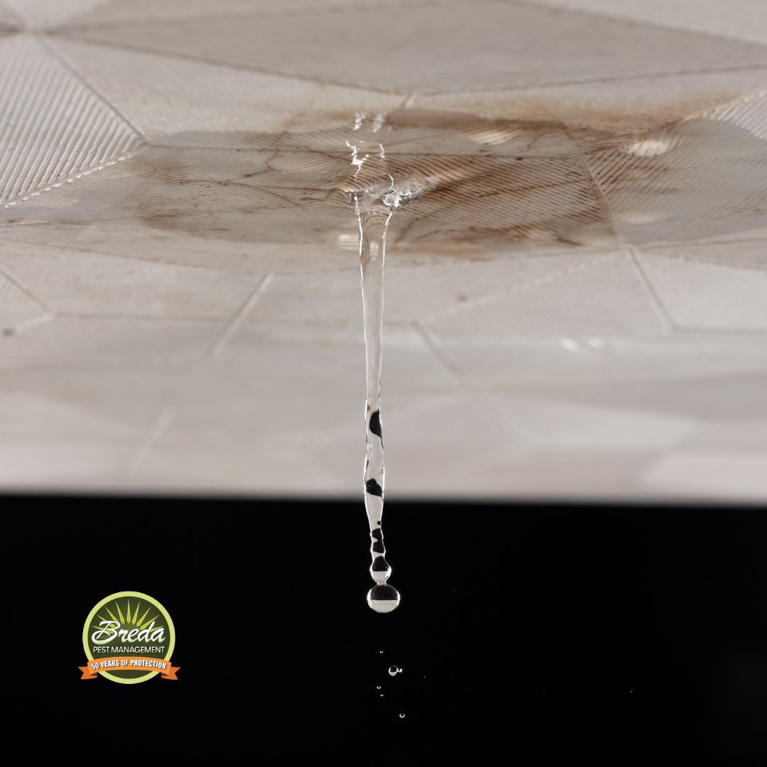 water leaking from water damage in the ceiling cockroach pest control in Metro Atlanta