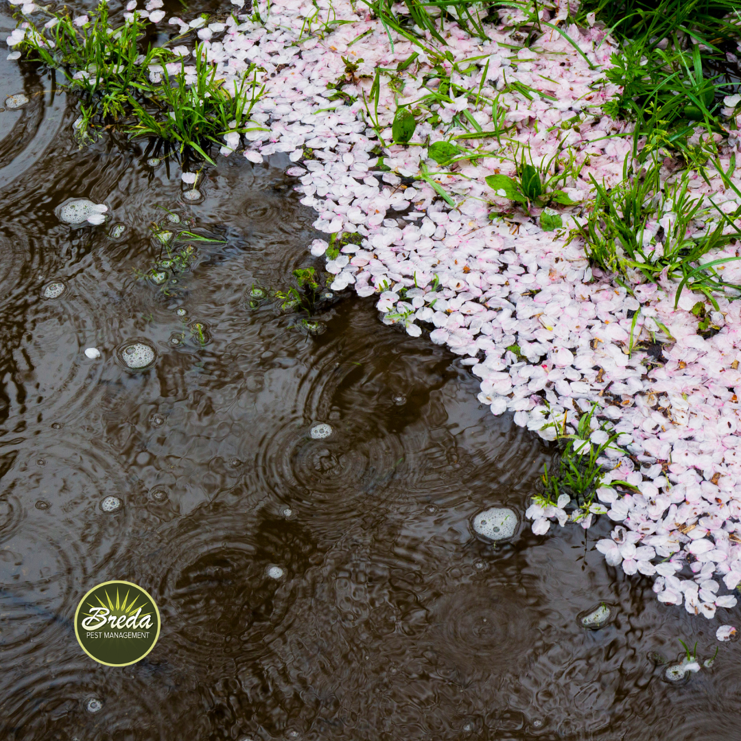 spring rain puddle mosquito habitat