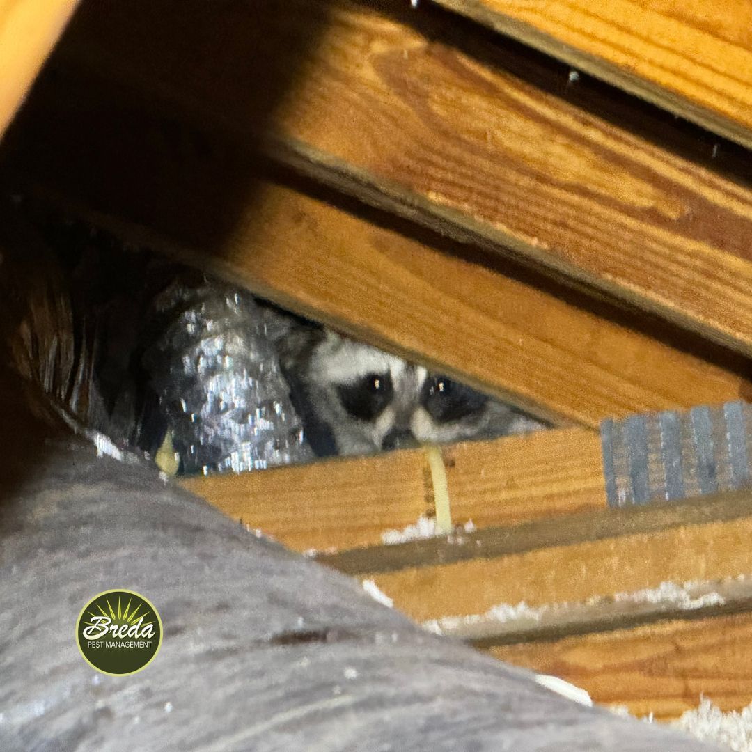 raccoon in attic rafters in Georgia home pest control