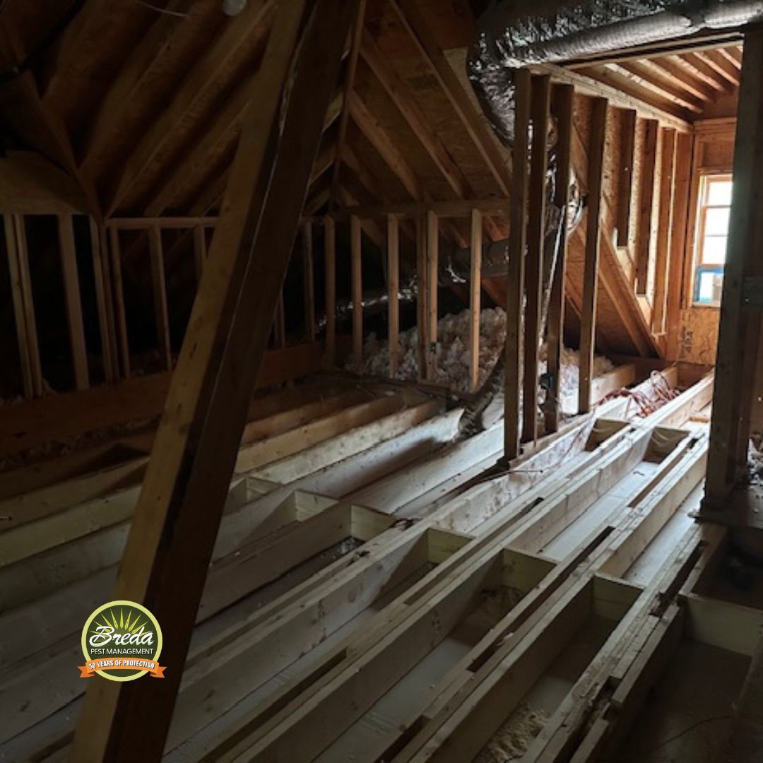 attic with removed soiled insulation prepared for installation of new clean insulation in a Georgia home attic