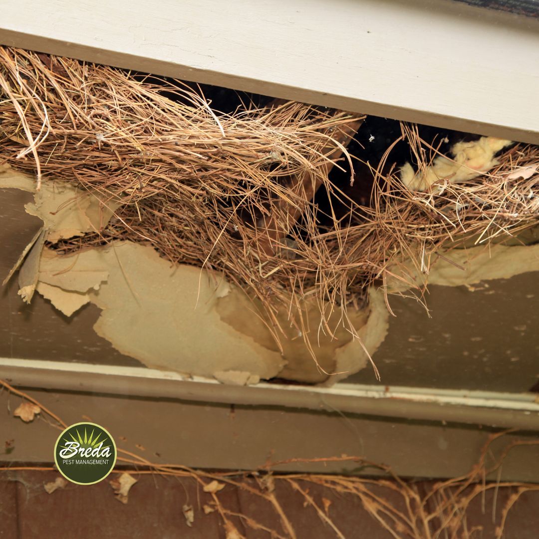 rodent nest in attic rodent control Peachtree Corners GA