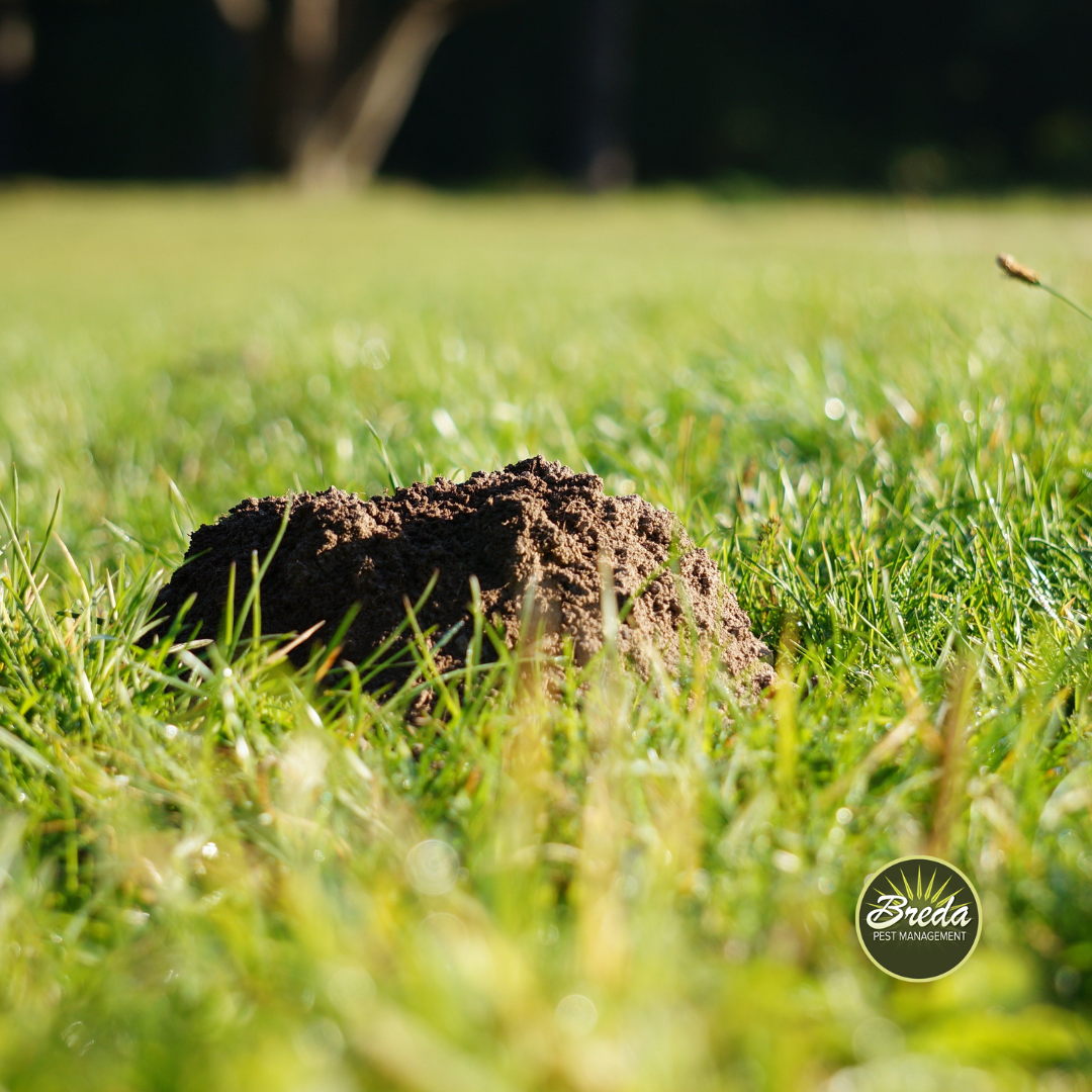 molehill in lawn mole control