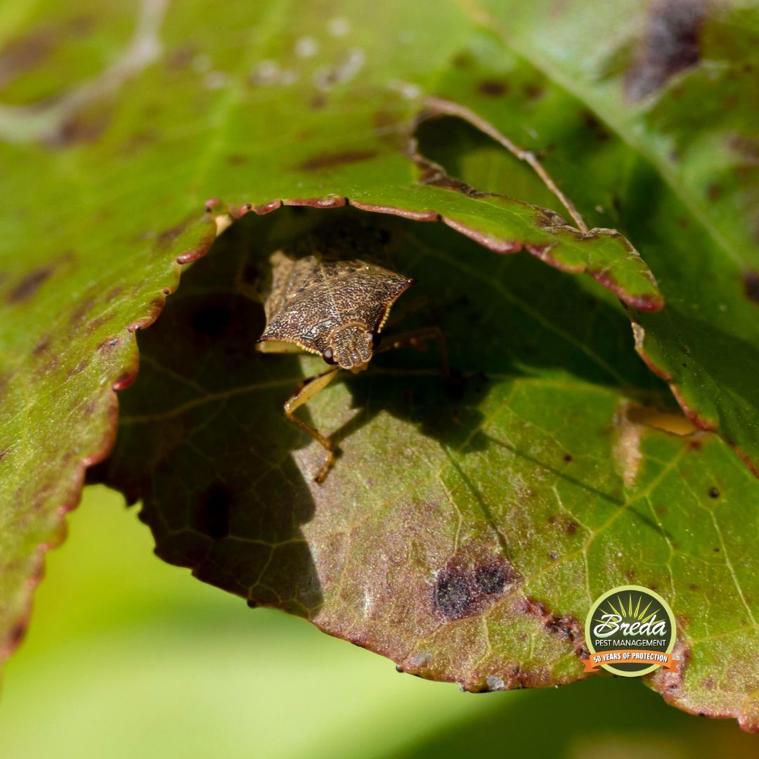stink bug hiding under a leaf stink bugs in Georgia