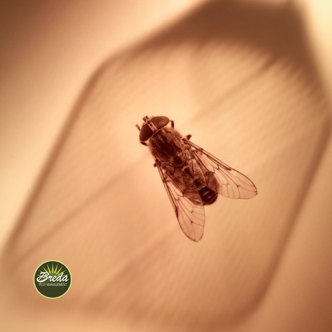 fly about to be hit by a flyswatter diy pest control