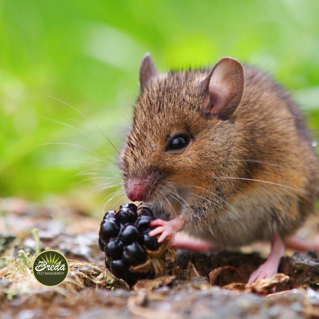 rodent eating a berry outside rodent control in Peachtree Corners GA