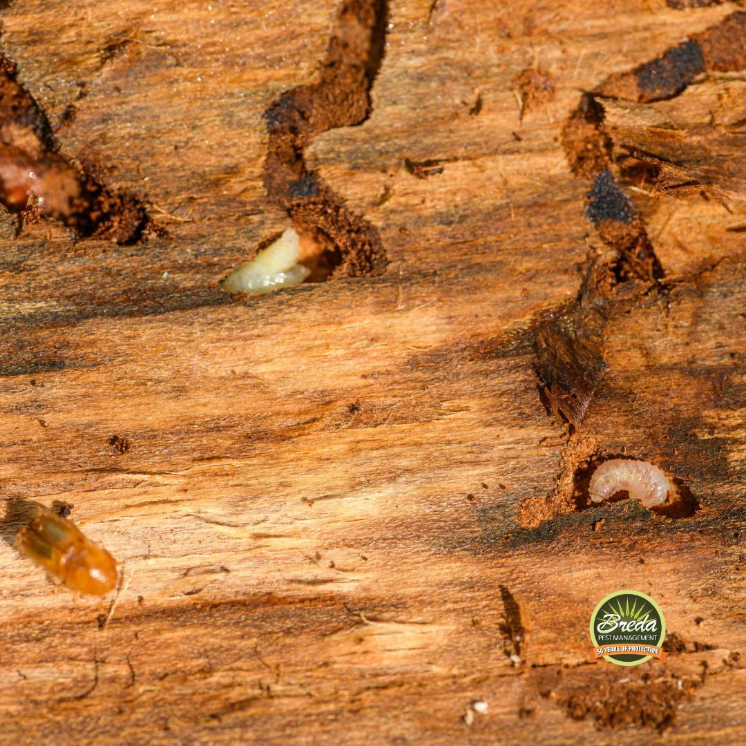 termites tunneling through damaged wood