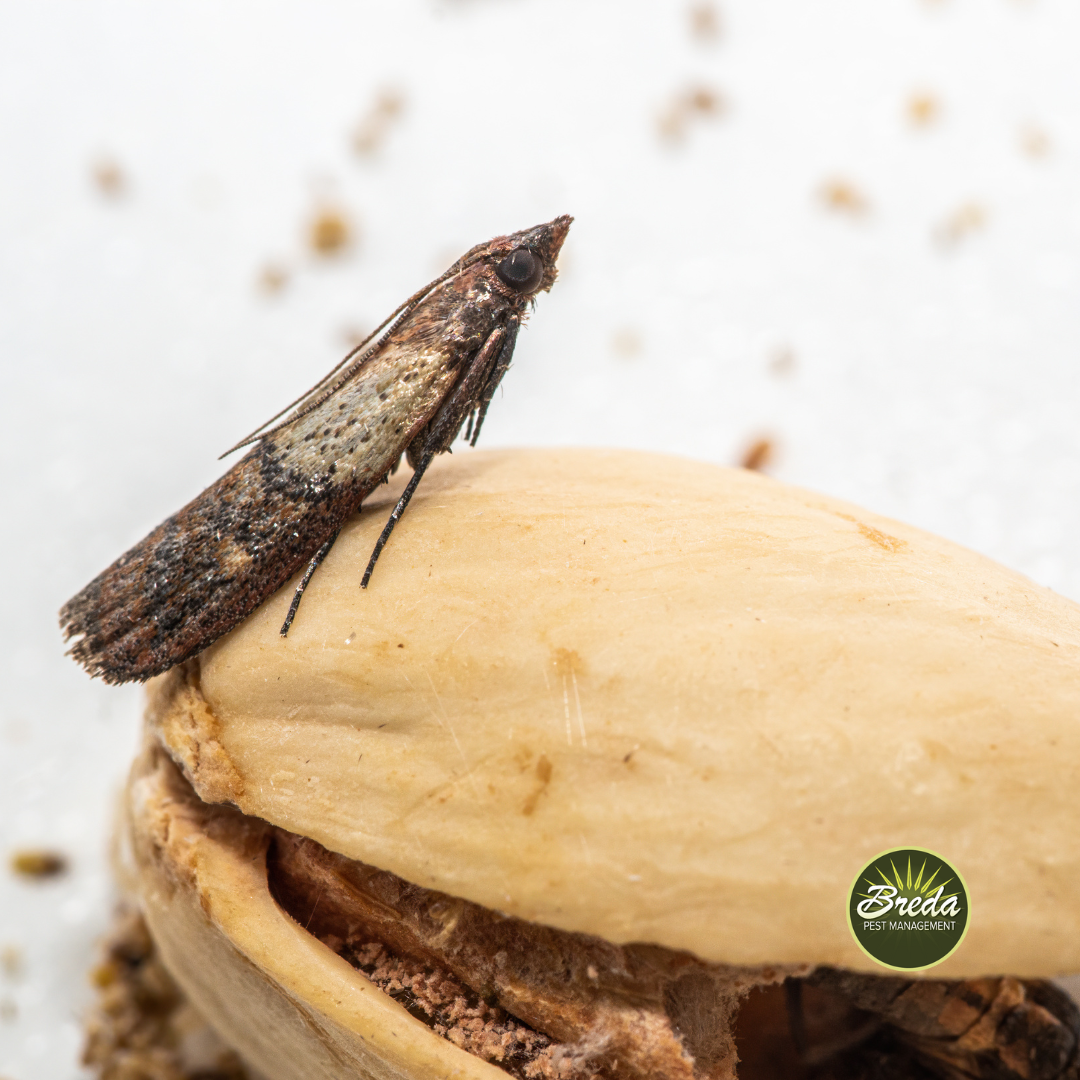 Indian meal moth standing on a nut