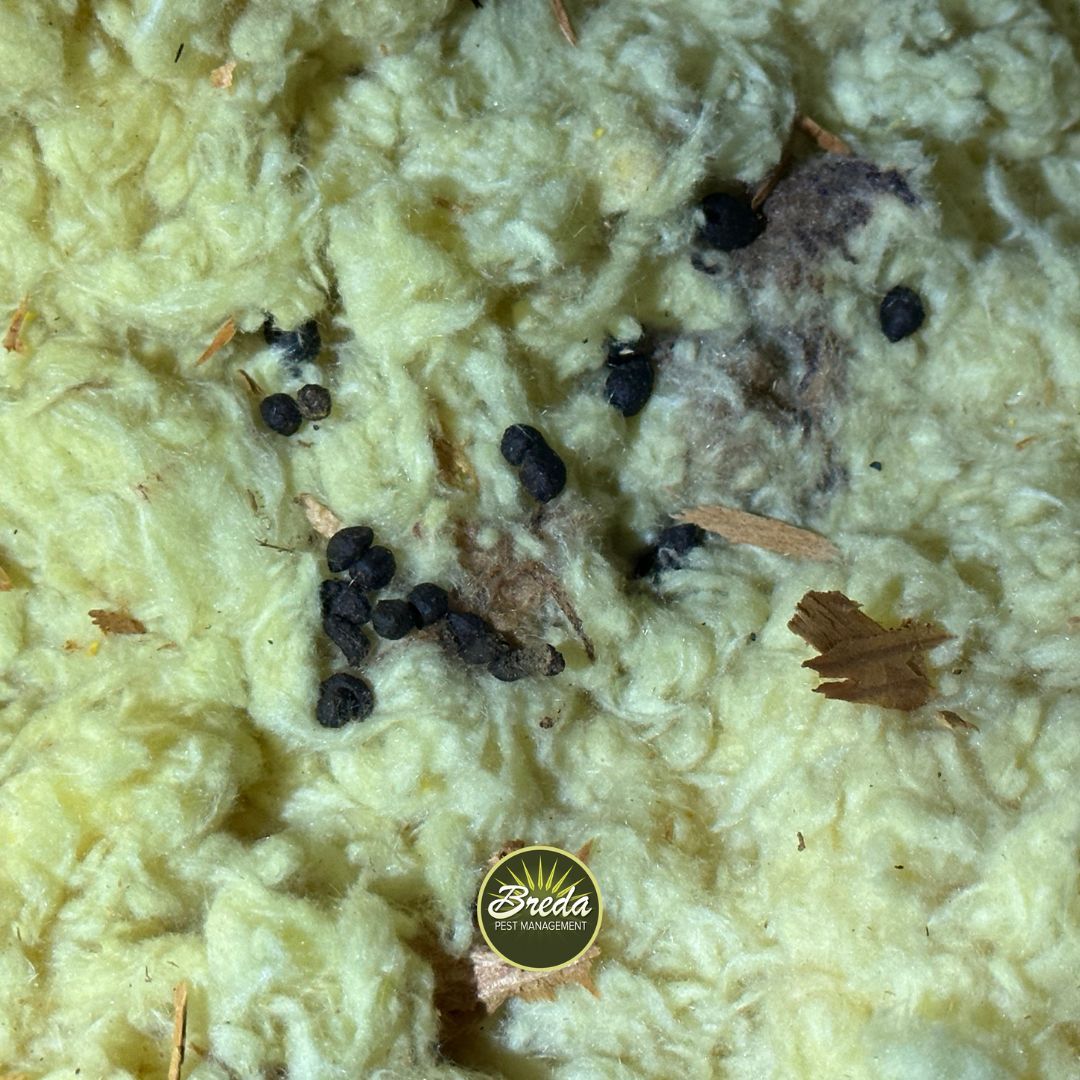 rodent droppings in attic insulation