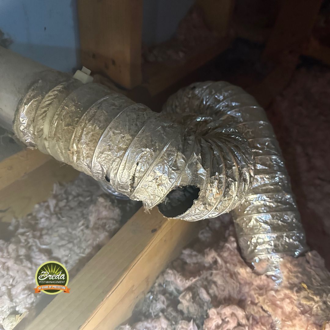 chewed HVAC ductwork in Marietta GA home attic