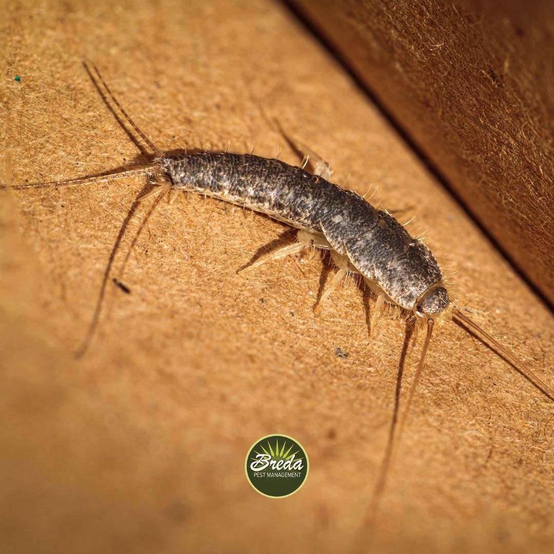 gray silverfish insect crawling on brown floor